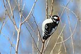 Downy Woodpecker